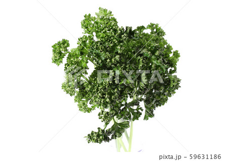 パセリ パセリ 59631186