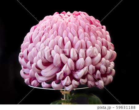 菊の花 菊の花 59631188