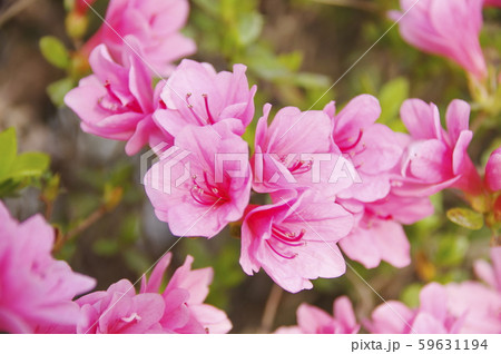 つつじの花 59631194