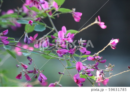 萩(ハギ)の花 秋の七草 萩(ハギ)の花 秋の七草 59631785