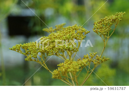 オミナエシの花 オミナエシの花 59631787