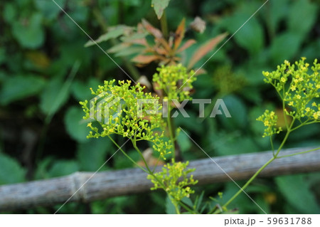 オミナエシの花 59631788