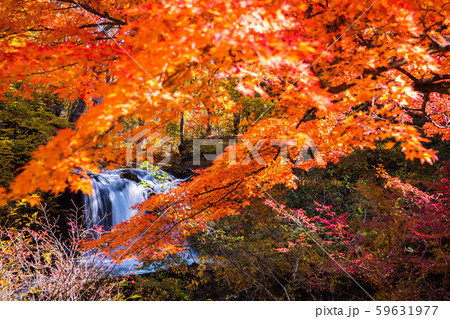 鐘山の滝と紅葉 59631977