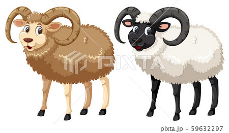 Happy norfolk horn sheep on white background 59632297