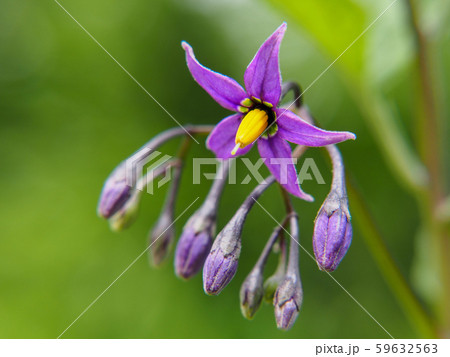 オオマルバノホロシ オオマルバノホロシ 59632563