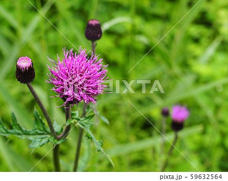 ノアザミ 59632564