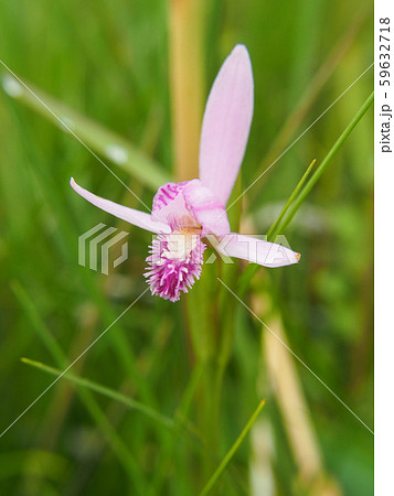 トキソウ 59632718