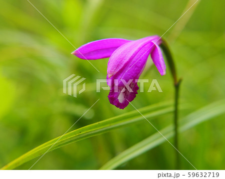 サワラン 59632719