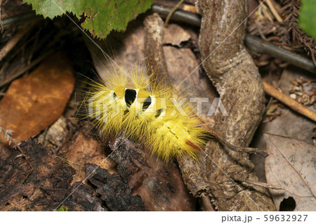 リンゴドクガ 幼虫 リンゴドクガ 幼虫 59632927