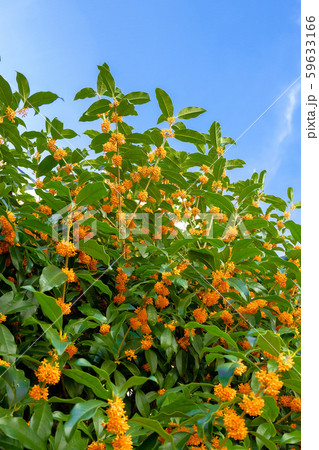 キンモクセイの花 59633166