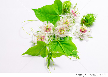 Fetid passionflowers on white 59633468
