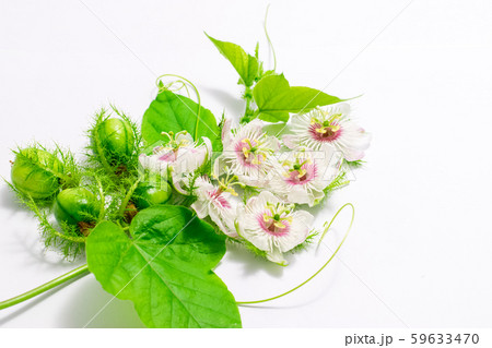 Fetid passionflowers on white Fetid passionflowers on white 59633470
