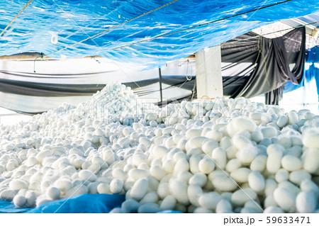 white silk cocoon white silk cocoon 59633471