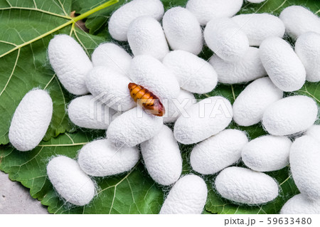 white silk cocoon 59633480