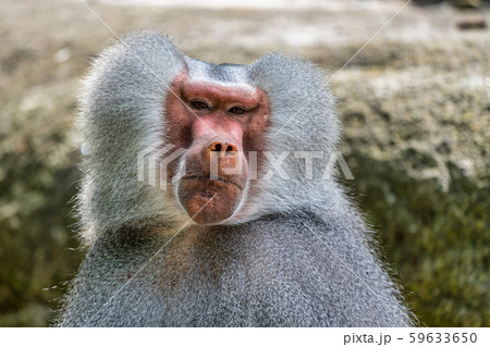 The hamadryas baboon, Papio hamadryas is a species of baboon 59633650