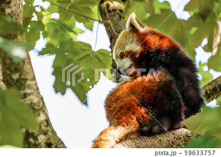 The red panda, Ailurus fulgens, also called the lesser panda. 59633757