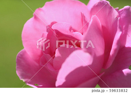 バラ(マッカトニー・ローズ) バラ(マッカトニー・ローズ) 59633832