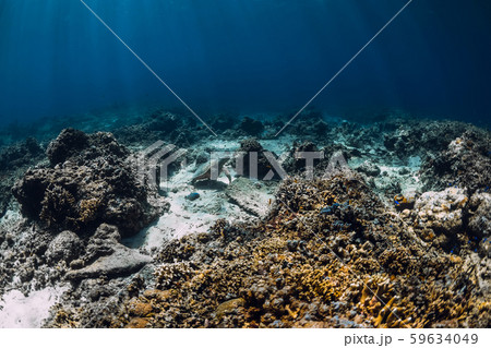 Sea turtle glides in ocean. Underwater view with turtles 59634049