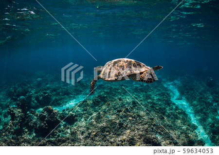 Sea turtle glides in ocean. Underwater view with turtles Sea turtle glides in ocean. Underwater view with turtles 59634053