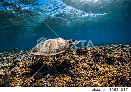Sea turtle glides in ocean. Underwater view with turtles 59634057