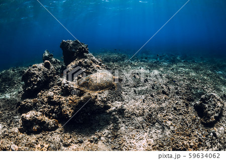 Sea turtle glides in ocean. Underwater view with turtles Sea turtle glides in ocean. Underwater view with turtles 59634062