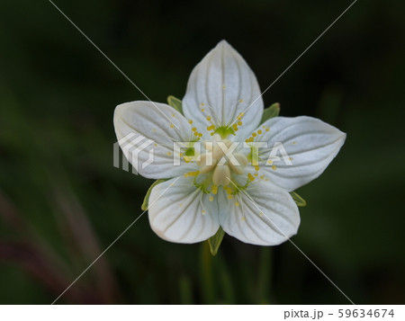 ウメバチソウ ウメバチソウ 59634674