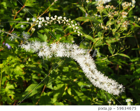 サラシナショウマ 59634675