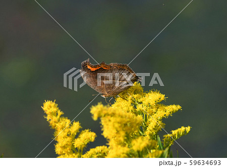 タテハモドキ 59634693