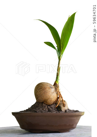 Coconut bonsai tree on marble table isolate white background 59634701
