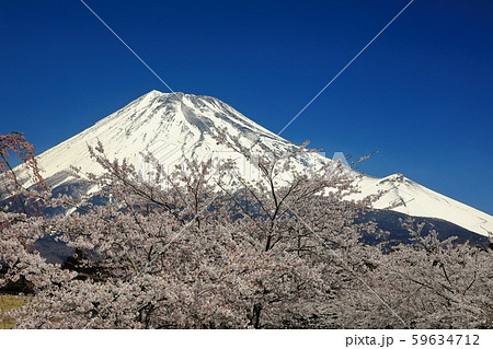富士山 桜 富士山 桜 59634712