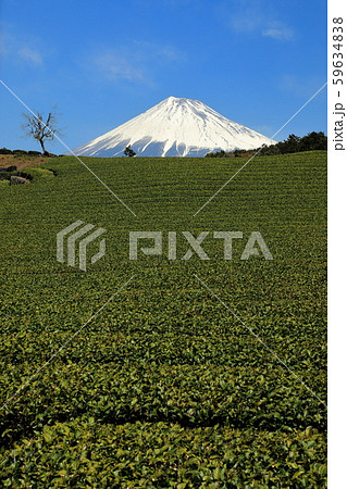春　富士山　茶畑　 59634838