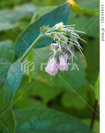 ヒレハリソウ 59634843