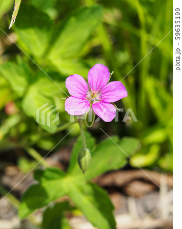 ゲンノショウコ 59635199