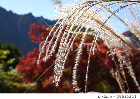 ススキと紅葉と妙義山 ススキと紅葉と妙義山 59635251