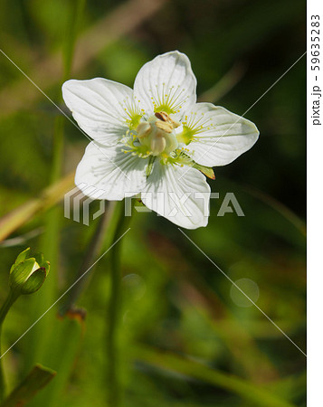 ウメバチソウ ウメバチソウ 59635283