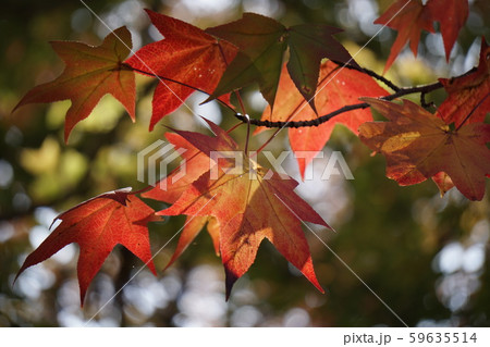 フウの紅葉 59635514