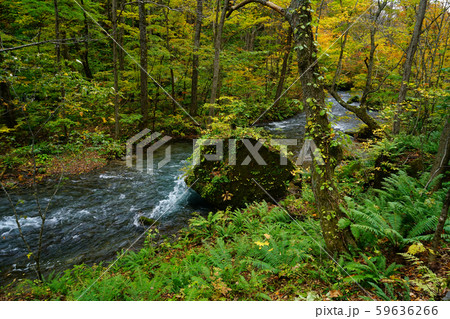 青森県 奥入瀬渓流 紅葉 青森県 奥入瀬渓流 紅葉 59636266