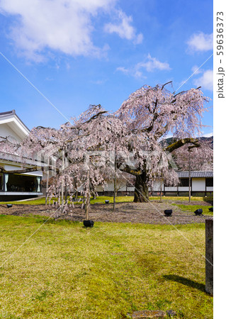 醍醐寺 霊宝館 醍醐大枝しだれ桜 醍醐寺 霊宝館 醍醐大枝しだれ桜 59636373