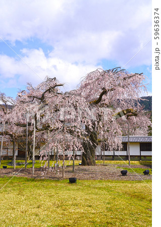 醍醐寺 霊宝館 醍醐大枝しだれ桜 醍醐寺 霊宝館 醍醐大枝しだれ桜 59636374