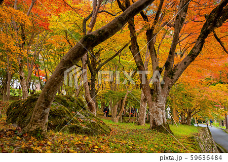 紅葉の長安寺 紅葉の長安寺 59636484