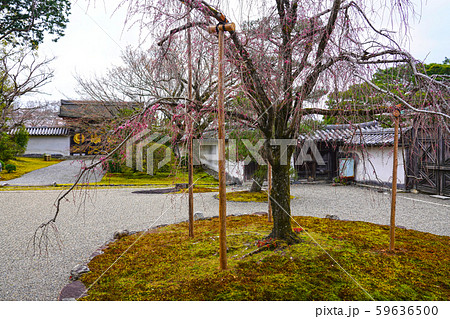 醍醐寺 三宝院 唐門 醍醐寺 三宝院 唐門 59636500