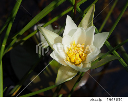 ヒツジグサ 59636504