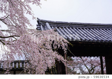 醍醐寺　三宝院　山門横のクローン桜 59636534
