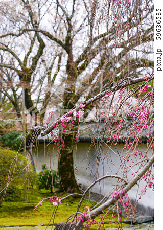 醍醐寺　三宝院　紅しだれ桜 59636535