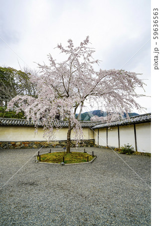 醍醐寺　三宝院　山門横のクローン桜 59636563