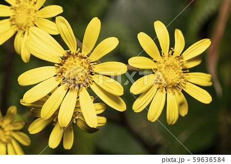 ツワブキ 花 ツワブキ 花 59636584
