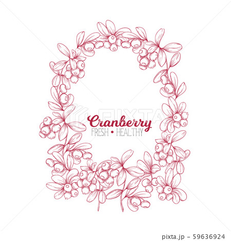 Cranberry. Element for design.  59636924