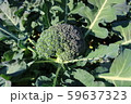 秋のブロッコリー 59637323