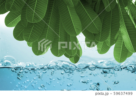 Green leaf tree over Water ripple on white 59637499