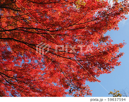 紅葉 59637594